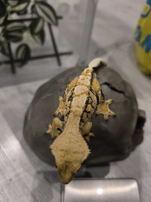 Gekon orzęsiony samiec