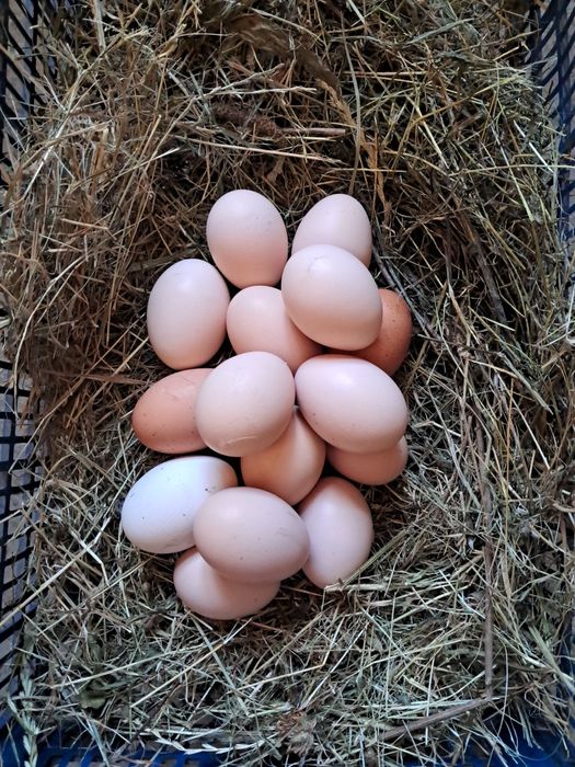 Продам інкубаційні яйця домашніх курей