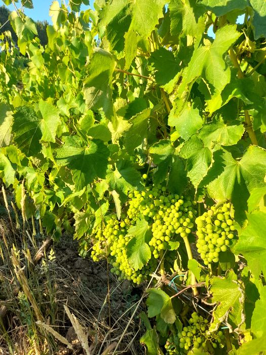 Uvas biologicas certificadas para vinho