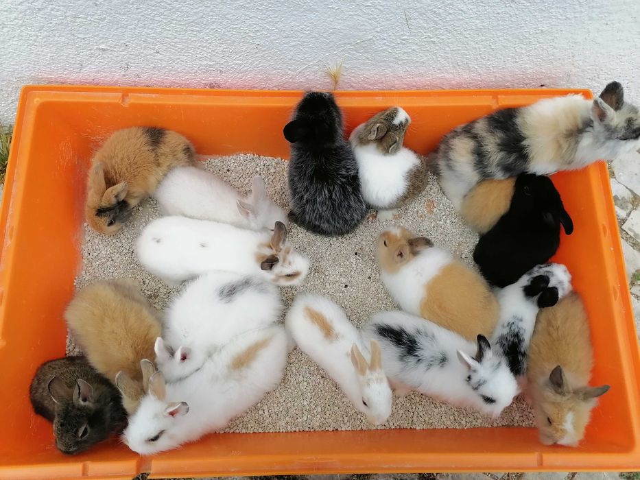 Vendo coelhos anões / 
Aves domésticados +Gaiola Nova