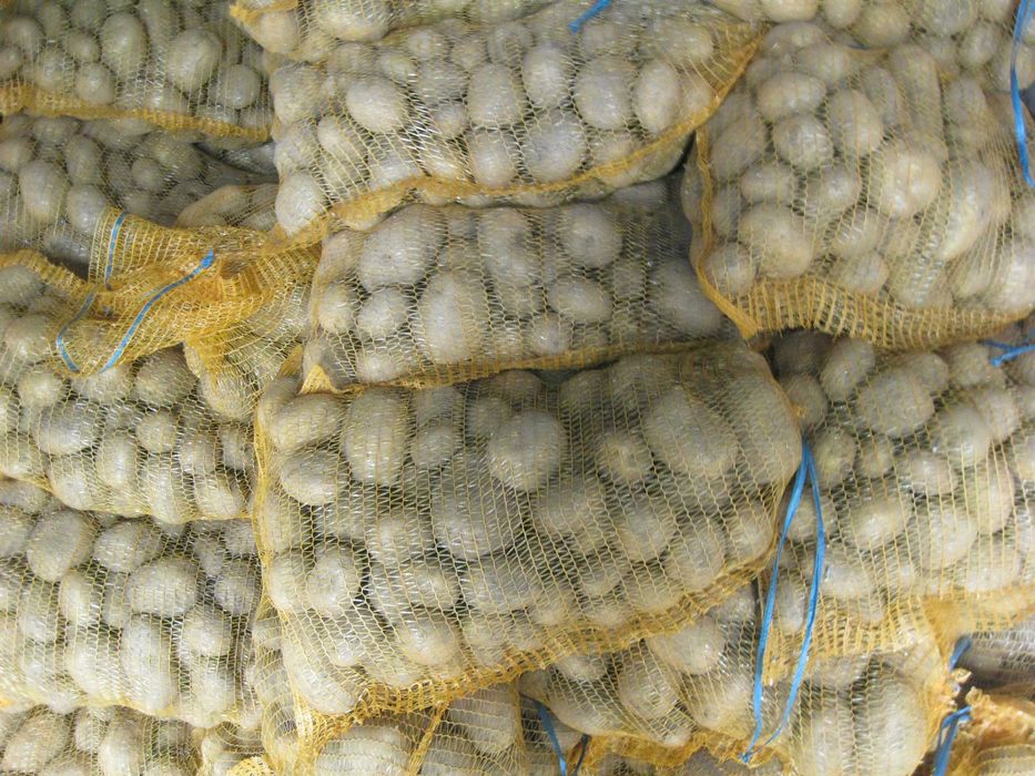 Ziemniaki odmiana Vineta