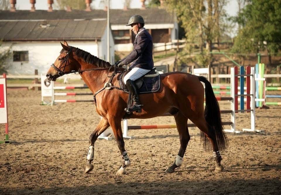 Koń/Wałach ur. 2018 , rasa SP