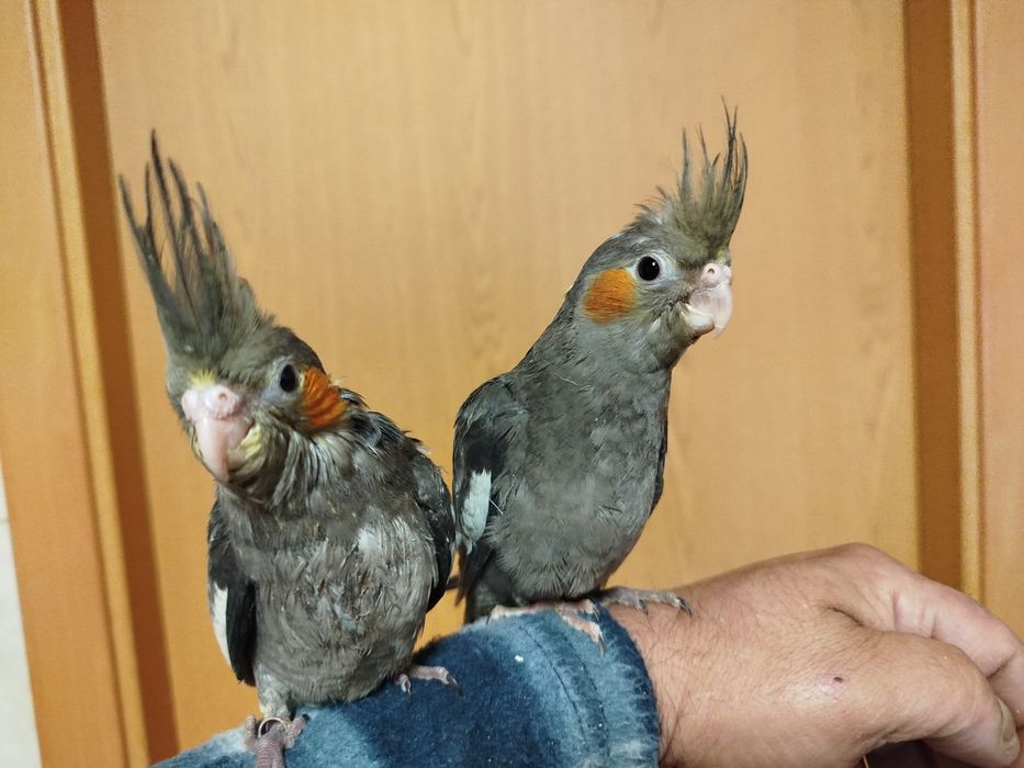 Caturra domésticada