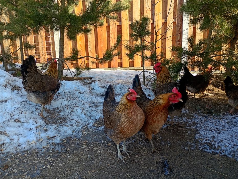 Jaja lęgowe  zielononóżki