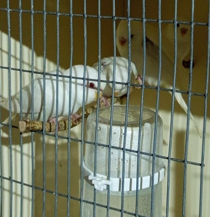 Piriquitos australianos Novos