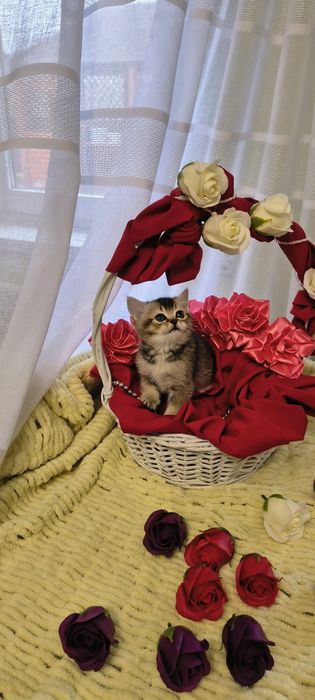 Продається золота кішечка