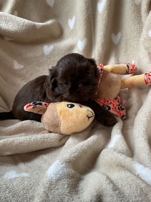 Shih tzu CzekoladowyPiesek