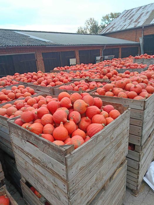 Sprzedam dynię Hokkaido- do 50 ton / Prosto od rolnika / Kaliber 1-2 kg / Rozdrażew, pow. Krotoszyński / Wielkopolska