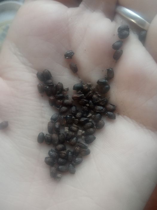 насіння морозника,спірея