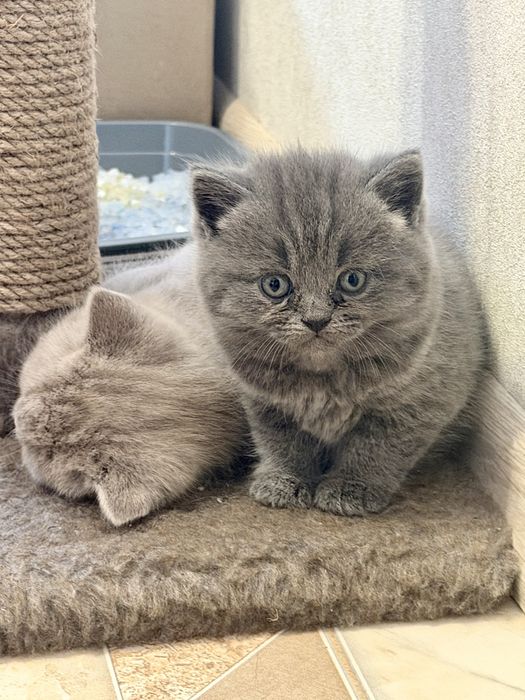 Шатландські кошенята