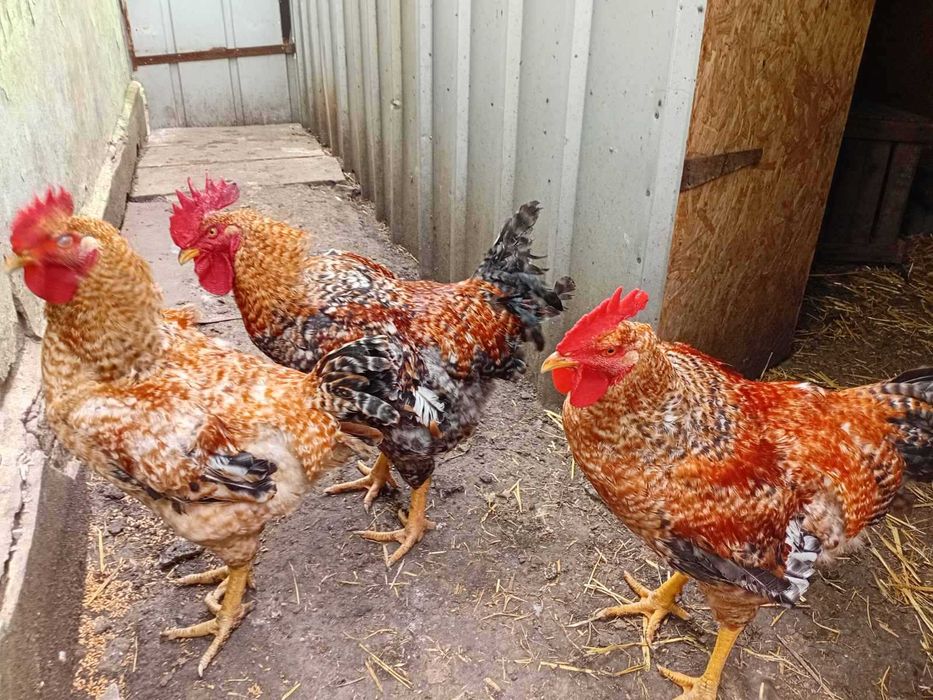 Молодые ПЕТУШКИ, (3,5 месяца).