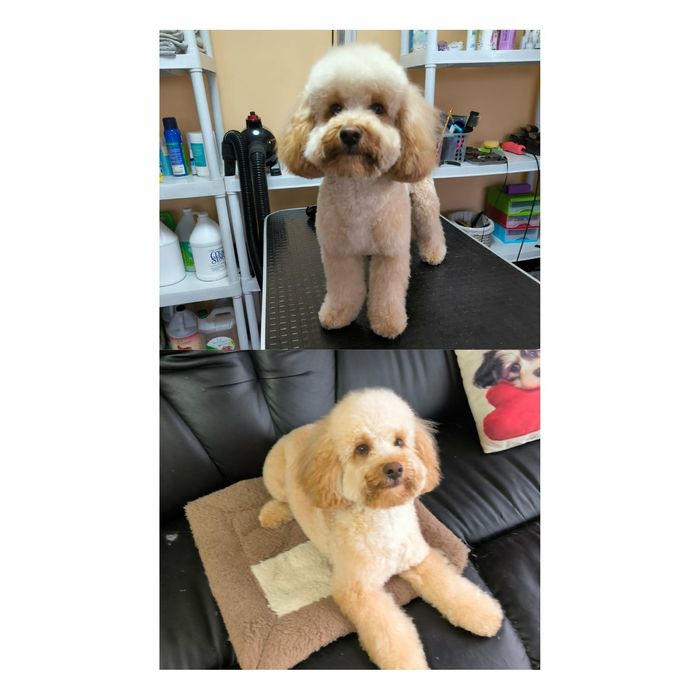 Грумінг собак і котів Бориспіль і район