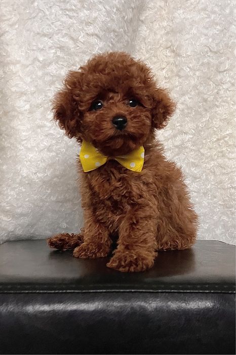 Хлопчик той пудель