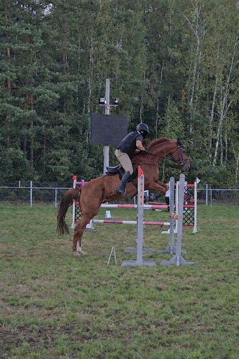 Koń profesor do skoków, rekreacji