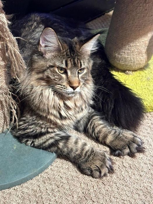 Кошенята  мейн-кун