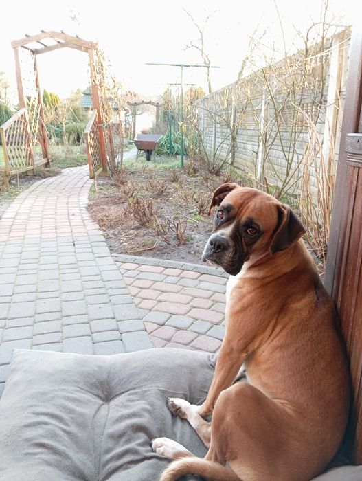 Bokser Szczeniaki Psy