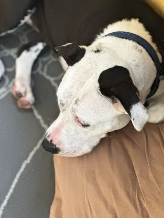 Doa se cadela tem 4 anos pitbull