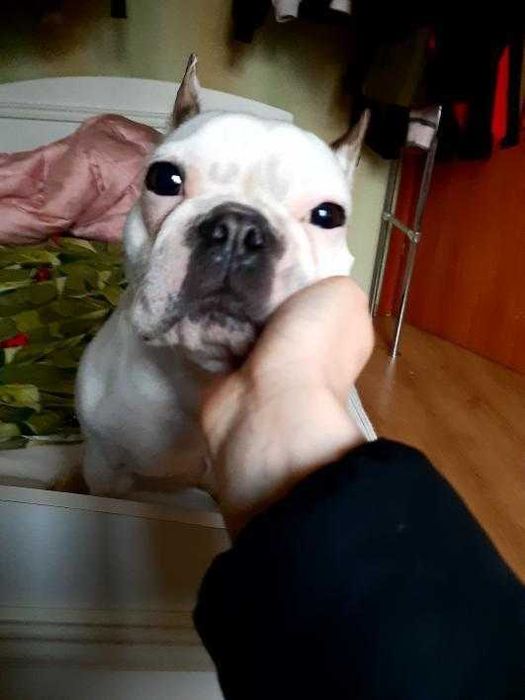 Передержка животных. Выгул собак.