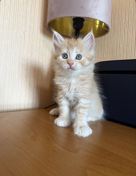 Раскошный Ребёнок)