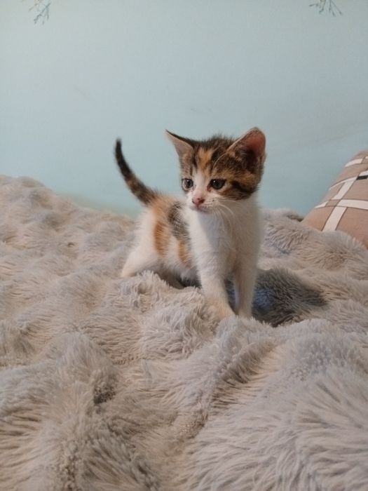 Oddam kotki w dobre ręce