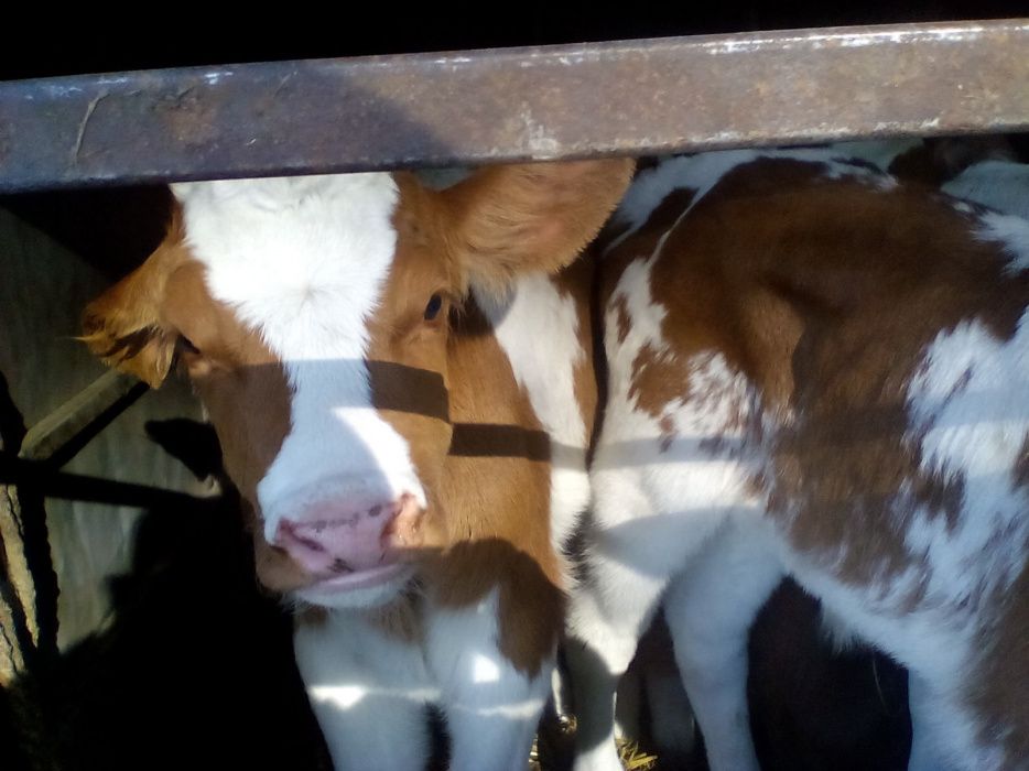Продам телят. Молочные телята Сементал Швиц