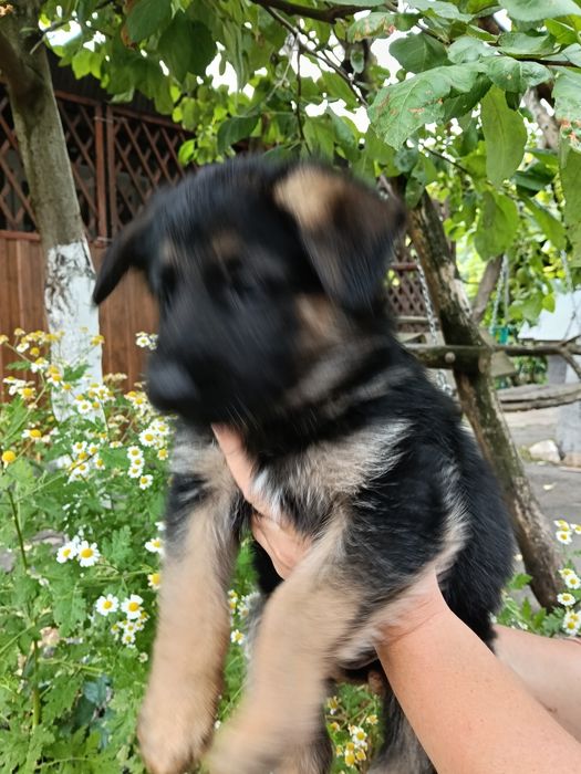 Цуценята німецької вівчарки