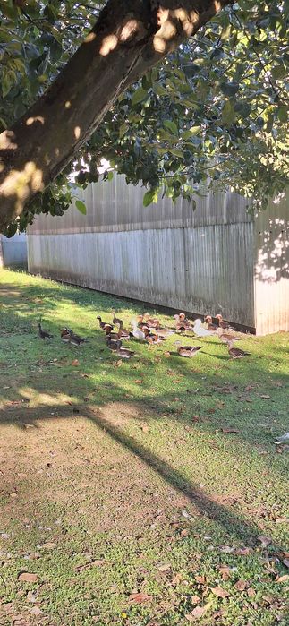 Vendo patos mandarins