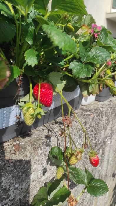 Morangueiros( Gigante, Branco, Silvestre, San Andreas, etc..)