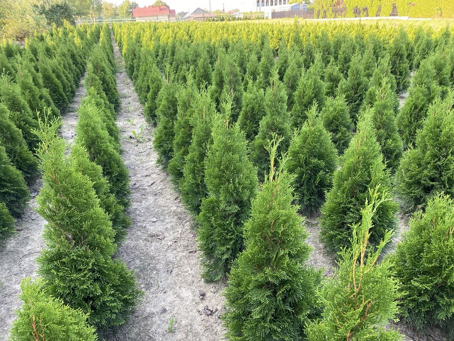 Tuje thuje Szmaragd OKAZJA