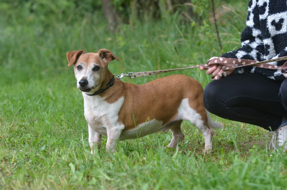 Maylo-do adopcji