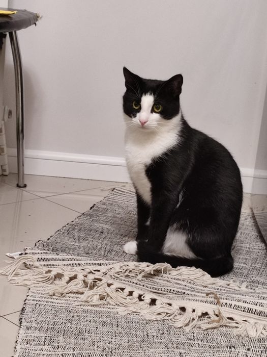 Zaginął kot Figo w Morągu