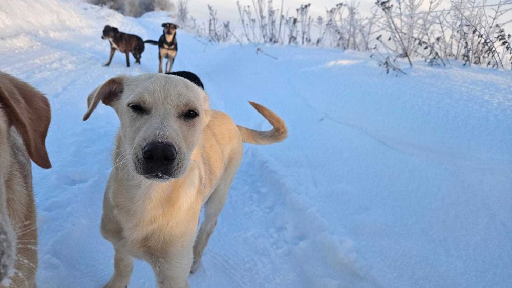 Pomóż znaleźć nam nowe domy