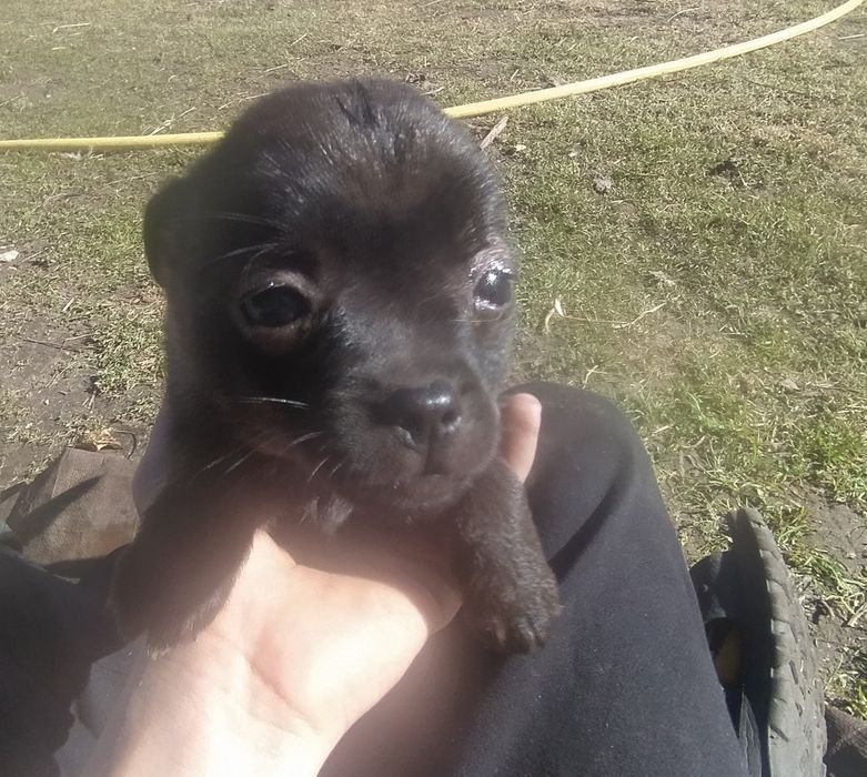 Oddam pieski w dobre rece