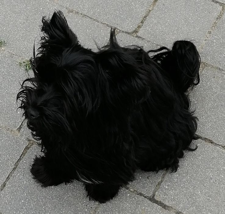York Yorkshire Terrier Black sunia  rodowód