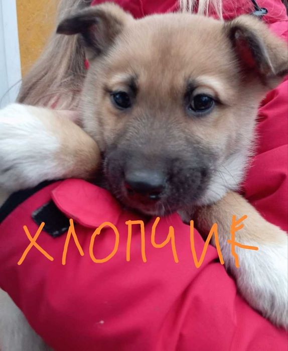 Цуценята від мами Хаскі