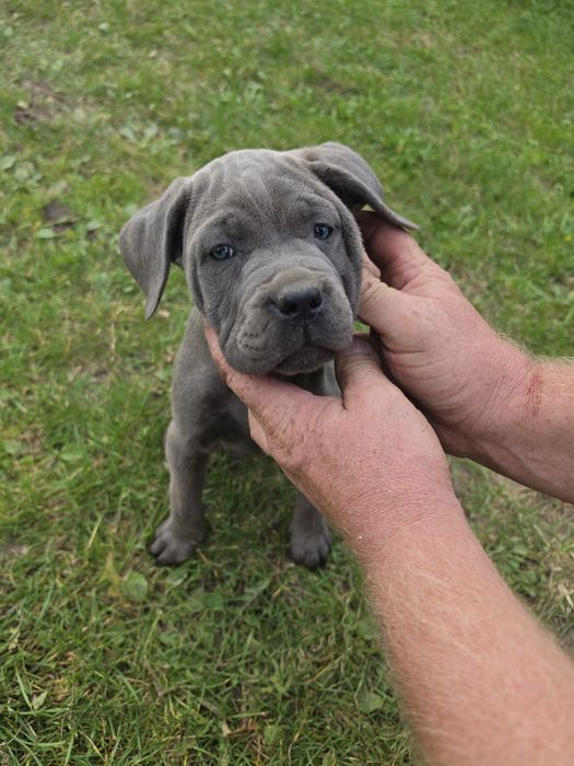 Cane Corso Błękitno pręgowana suczka gotowa do odbioru