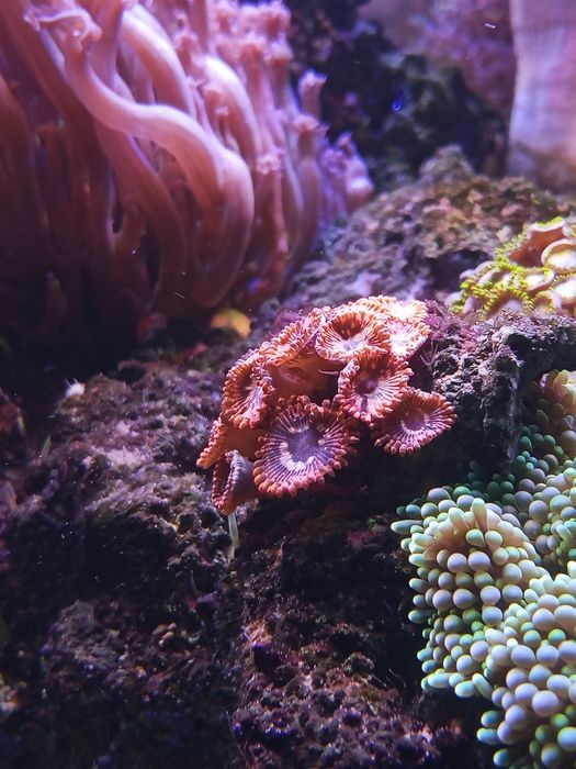 Utter Chaos Zoanthus zoa l akwarium morskie