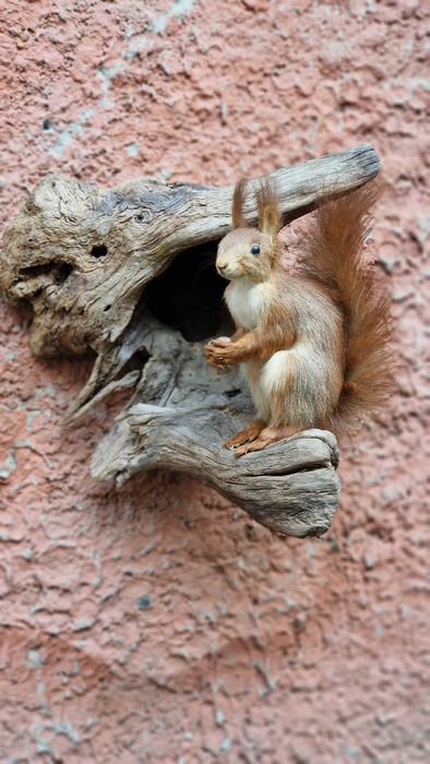 Білочка. Опудало, чучало.