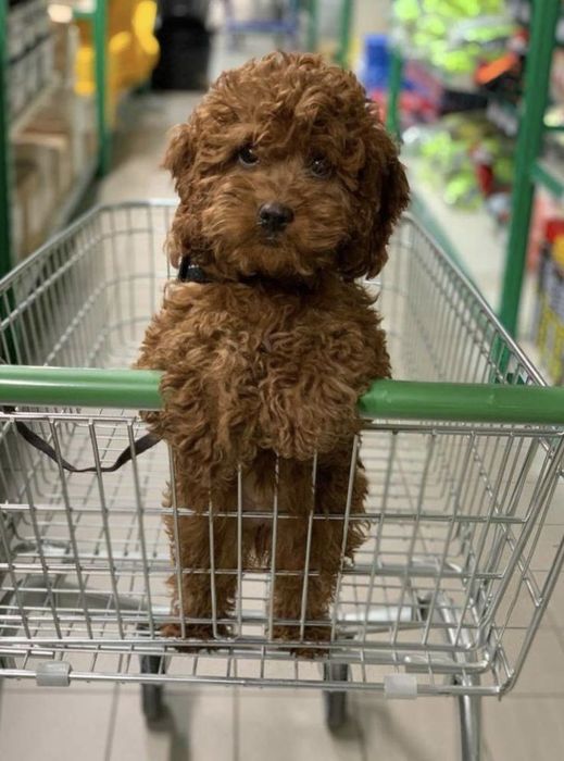 Элегантность в кудрях