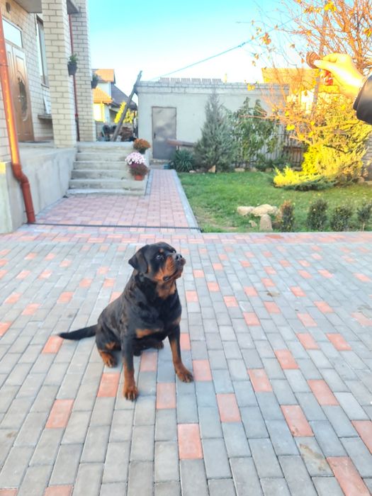 Вязка  ротвейлер