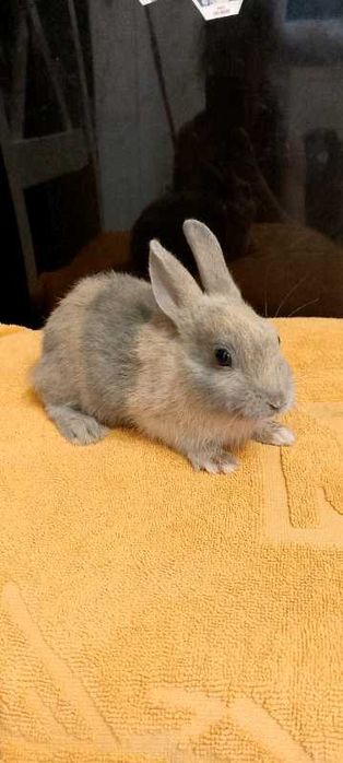 Króliczki miniaturki