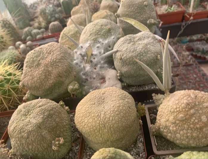 Кактуси і насіння