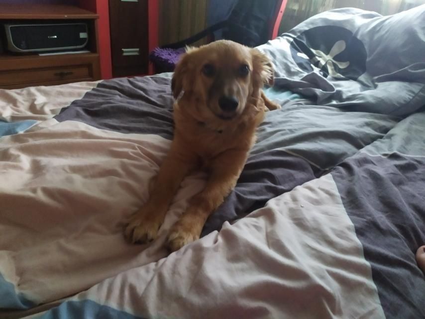 Розумні, молоді собаки шукають дім