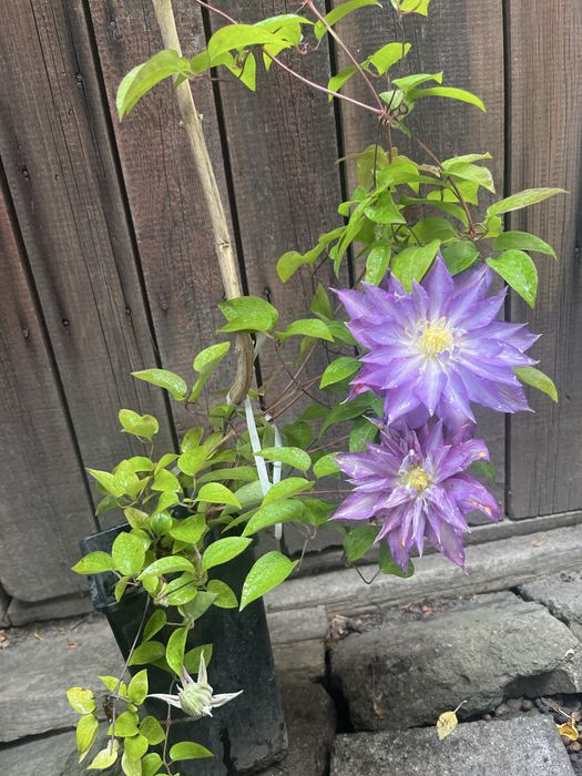 Клематис. Кліматіс.