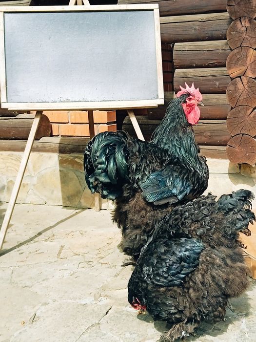 Продам сім'ю чорного кохінхіна