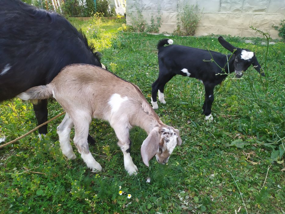 Продаю козу нубійку з козенятами