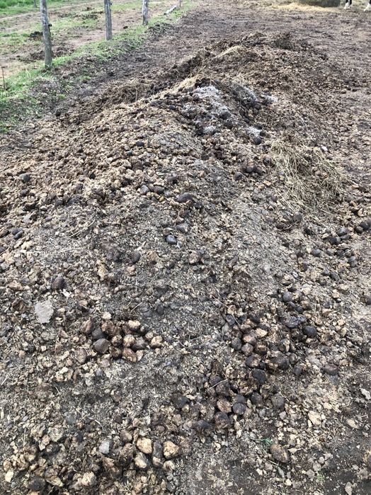 Obornik koński zbierany bez słomy z gospodarstwa ekologicznego.