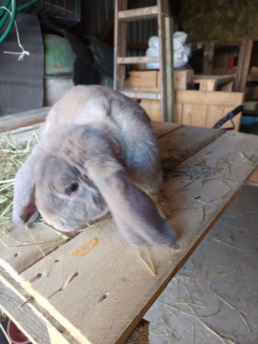 Baran francuski samiec 12 miesięcy izabelowaty