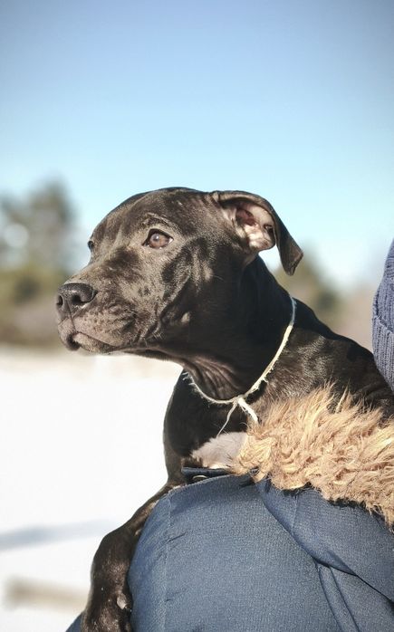 Цуценя Американський Пітбультер'єр. Пітбуль