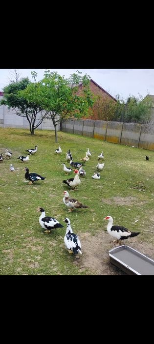 Kaczki i Kaczory francuskie